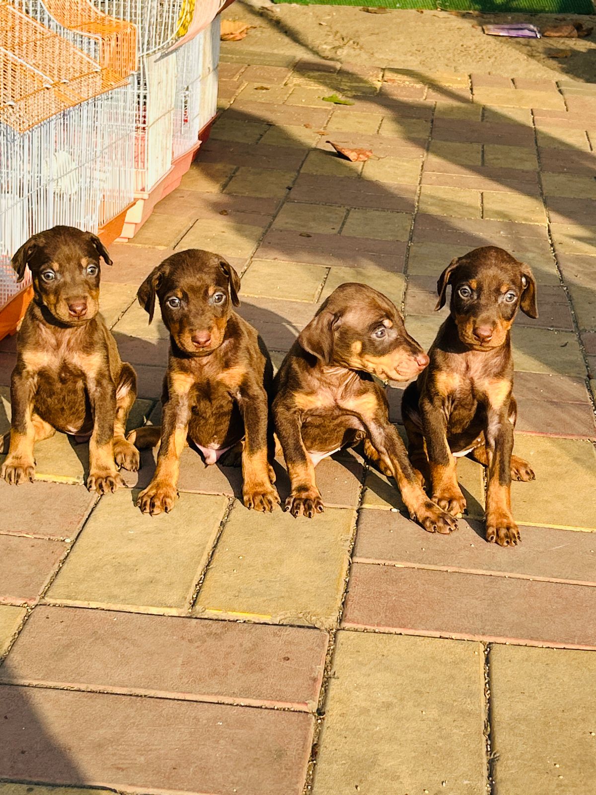 Doberman
